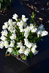 Candy Tops White Snapdragon (Antirrhinum 'Candy Tops White') at Lakeshore Garden Centres