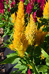 Century Gold Celosia (Celosia 'Century Gold') at Lakeshore Garden Centres