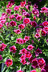 Diamond Crimson Picotee Pinks (Dianthus 'Diamond Crimson Picotee') at Lakeshore Garden Centres