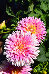 XXL Sunset Dahlia (Dahlia 'XXL Sunset') at Lakeshore Garden Centres