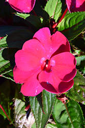 SunStanding Apollo Cherry Red Impatiens (Impatiens 'SunStanding Apollo Cherry Red') at Lakeshore Garden Centres