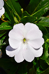 SunStanding Apollo White Cloud Impatiens (Impatiens 'SunStanding Apollo White Cloud') at Lakeshore Garden Centres