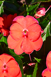 SunStanding Orange Aurora Impatiens (Impatiens 'SunStanding Orange Aurora') at Lakeshore Garden Centres