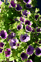 Surprise Green Tambourine Petunia (Petunia 'Surprise Green Tambourine') at Lakeshore Garden Centres