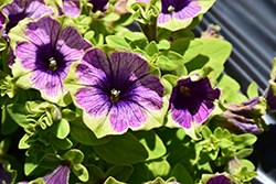 Surprise Green Tambourine Petunia (Petunia 'Surprise Green Tambourine') at Lakeshore Garden Centres