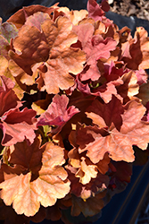 Orange Dream Coral Bells (Heuchera 'Orange Dream') at Lakeshore Garden Centres