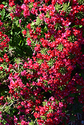 Obsession Cascade Red with Eye (Verbena 'Obsession Cascade Red with Eye') at Lakeshore Garden Centres