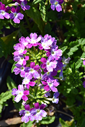 Obsession Cascade Twister Violet (Verbena 'Obsession Cascade Twister Violet') at Lakeshore Garden Centres