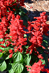 Mojave Red Salvia (Salvia splendens 'Mojave Red') at Lakeshore Garden Centres