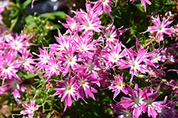 Popstars Pink Phlox (Phlox 'Popstars Pink') at Lakeshore Garden Centres