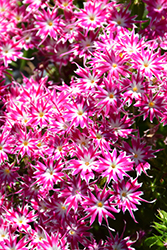 Popstars Rose with Eye Phlox (Phlox 'Popstars Rose with Eye') at Lakeshore Garden Centres