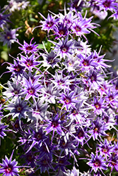 Popstars Blue Phlox (Phlox 'Popstars Blue') at Lakeshore Garden Centres