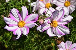Apollo Lovesong Cosmos (Cosmos 'Apollo Lovesong') at Lakeshore Garden Centres