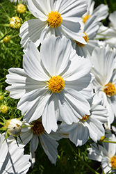 Apollo White Cosmos (Cosmos 'Apollo White') at Lakeshore Garden Centres