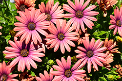 Akila Bronze African Daisy (Osteospermum ecklonis 'Akila Bronze') at Lakeshore Garden Centres