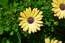 Akila Yellow African Daisy (Osteospermum ecklonis 'Akila Yellow') at Lakeshore Garden Centres