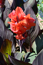 Cannova Orange Chocolate Canna (Canna 'Cannova Orange Chocolate') at Lakeshore Garden Centres