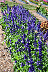 Mystic Spires Sage (Salvia 'Mystic Spires') at Lakeshore Garden Centres
