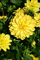 Dalaya Yellow 18 Dahlia (Dahlia 'KLEDH17008') at Lakeshore Garden Centres