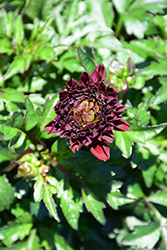 Dalaya Devi Dahlia (Dahlia 'KLEDH13037') at Lakeshore Garden Centres