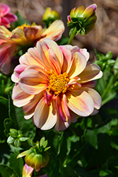 Dalaya Shari Dahlia (Dahlia 'KLEDH10032') at Lakeshore Garden Centres