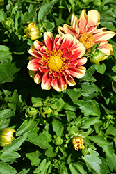 Dalaya Shiva Dahlia (Dahlia 'KLEDH13033') at Lakeshore Garden Centres