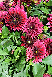 Dahlinova Hypnotica Dark Knight Dahlia (Dahlia 'Hypnotica Dark Knight') at Lakeshore Garden Centres