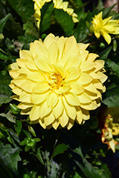 Hypnotica Yellow Dahlia (Dahlia 'Hypnotica Yellow') at Lakeshore Garden Centres