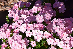 Gisele Light Pink Phlox (Phlox 'KAZI15789') at Lakeshore Garden Centres