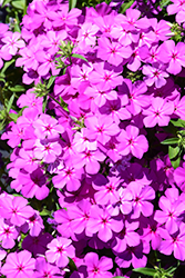 Gisele Violet Phlox (Phlox 'KAZI14828') at Lakeshore Garden Centres