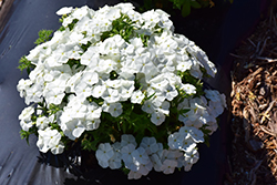 Gisele White Phlox (Phlox 'KAZI14830') at Lakeshore Garden Centres