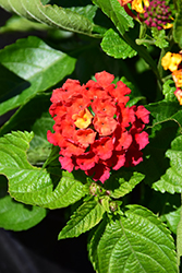 Bloomify Red Lantana (Lantana camara 'UF-1013A-2A') at Lakeshore Garden Centres