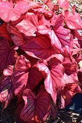 Desert Sunset Caladium (Caladium 'Desert Sunset') at Lakeshore Garden Centres