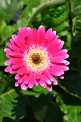 Garvinea Sweet Spice Gerbera (Gerbera 'Garvinea Sweet Spice') at Lakeshore Garden Centres
