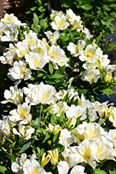 Colorita Claire Alstroemeria (Alstroemeria 'Zapriclair') at Lakeshore Garden Centres