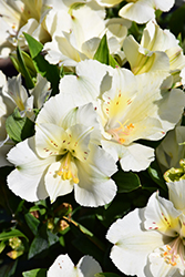 Colorita Claire Alstroemeria (Alstroemeria 'Zapriclair') at Lakeshore Garden Centres