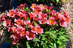 Colorita Eliane Alstroemeria (Alstroemeria 'Zaprielia') at Lakeshore Garden Centres