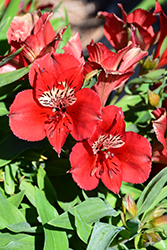 Colorita Kate Alstroemeria (Alstroemeria 'Zaprikate') at Lakeshore Garden Centres
