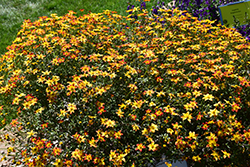 Beedance Painted Red Bidens (Bidens 'Beedance Painted Red') at Lakeshore Garden Centres