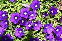 Surfinia Mounding Compact Denim Petunia (Petunia 'Surfinia Mounding Compact Denim') at Lakeshore Garden Centres