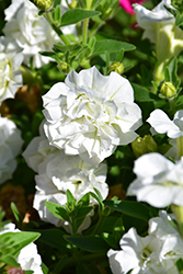 Surfinia Summer Double White Petunia (Petunia 'Surfinia Summer Double White') at Lakeshore Garden Centres