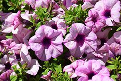 Surfinia Sumo Glacial Pink Petunia (Petunia 'Sunsurf Yohaiha') at Lakeshore Garden Centres
