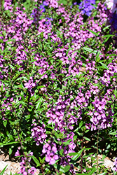 Sungelonia Pink Angelonia (Angelonia angustifolia 'Sungelonia Pink') at Lakeshore Garden Centres