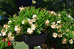 Sun Parasol Apricot Mandevilla (Mandevilla 'Sun Parasol Apricot') at Lakeshore Garden Centres