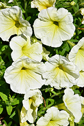 Success! Yellow Chiffon Petunia (Petunia 'Success! Yellow Chiffon') at Lakeshore Garden Centres