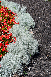 Bed Head Cushion Bush (Calocephalus brownii 'Bed Head') at Lakeshore Garden Centres