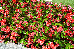 Big Red Green Leaf Begonia (Begonia 'Big Red Green Leaf') at Lakeshore Garden Centres