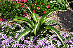 Jet Stream Mauritius Hemp (Furcraea foetida 'Jet Stream') at Lakeshore Garden Centres