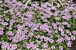 BeBop Lavender Verbena (Verbena 'KLEVP13452') at Lakeshore Garden Centres