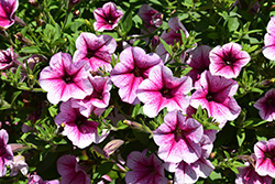 Opera Supreme Raspberry Ice Petunia (Petunia 'Opera Supreme Raspberry Ice') at Lakeshore Garden Centres
